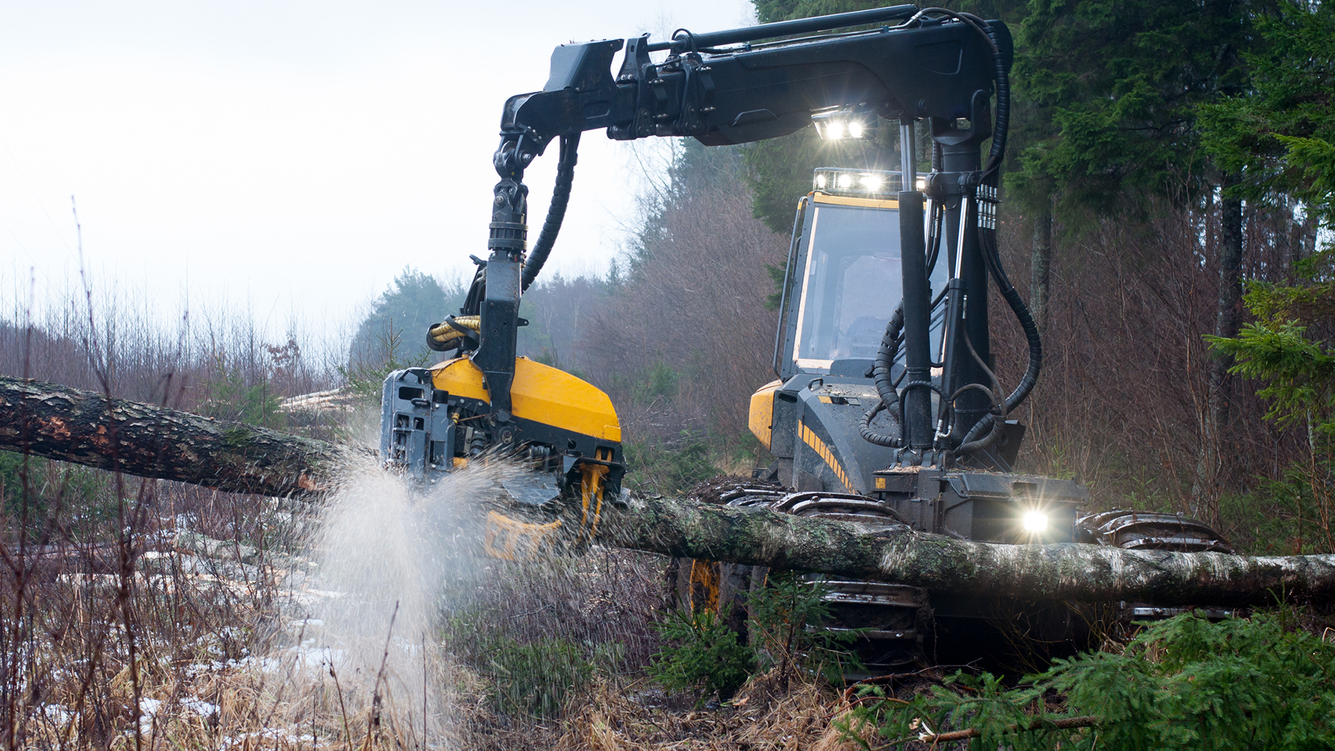 Black and yellow forestry harvester in action.